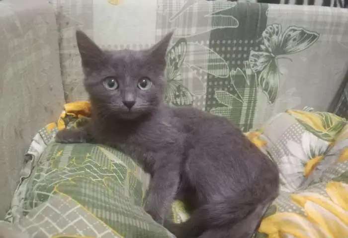 Котенок Мурсчастье