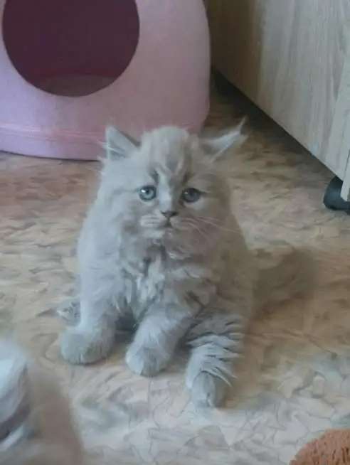 Британские длинношерстные котята