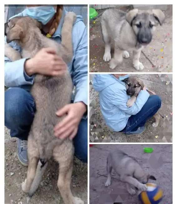 Здоровые крепыши, футболисты) , щеночки, возраст 2 с половиной мес.