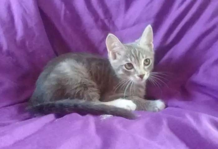 Котята. Ищут дом
