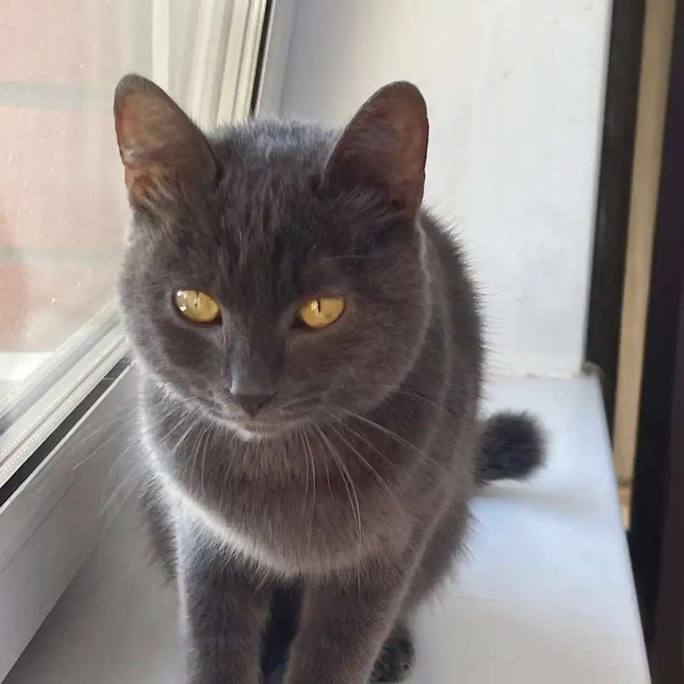 Котенок 6 месяцев