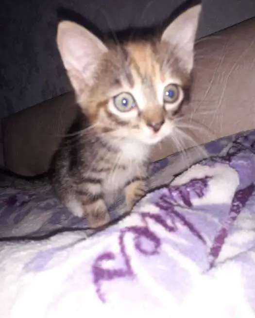 котята в хорошие ручки