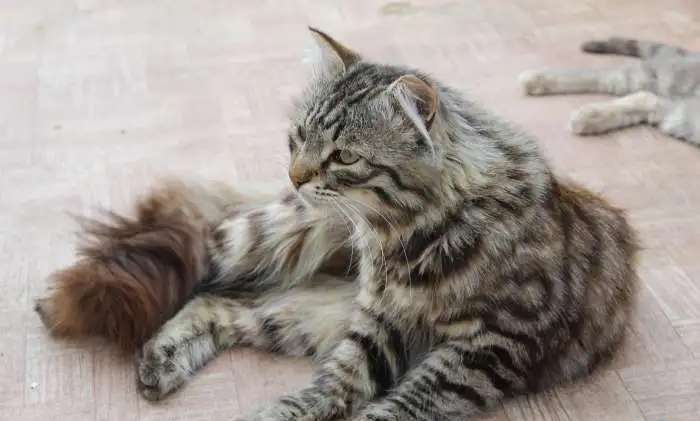 Котик в добрые руки