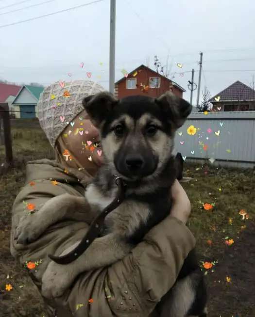 Здоровый привитый щеночек, возраст 2-3 месяца.
