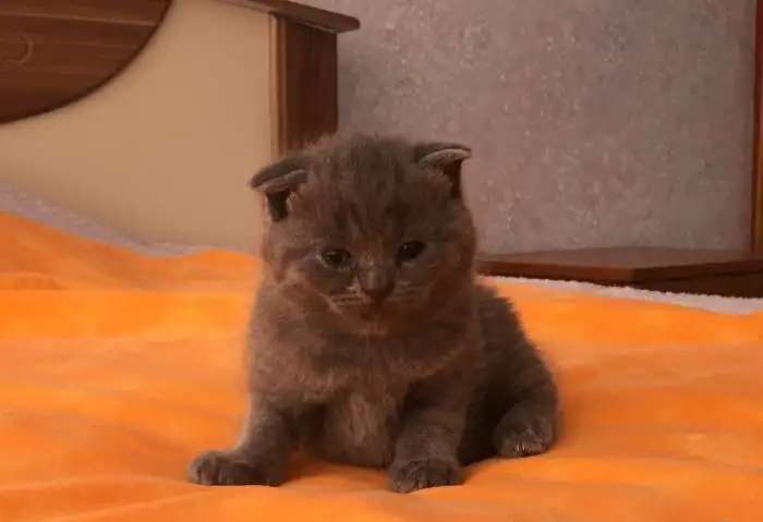 Пушистые британцы