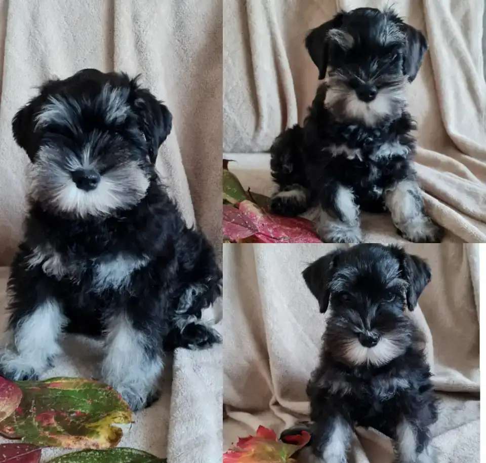 Щенки цвергшнауцера