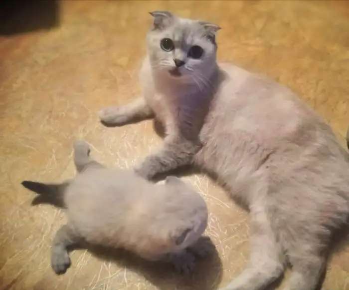 Вислоухий шотландский мальчик