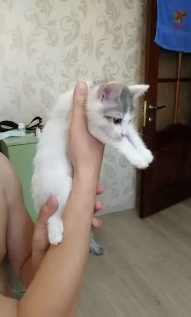 Белые котята в дар