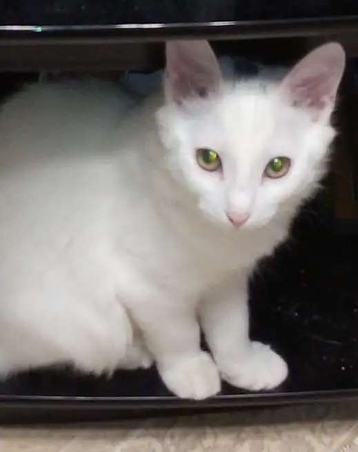 Подарю котят