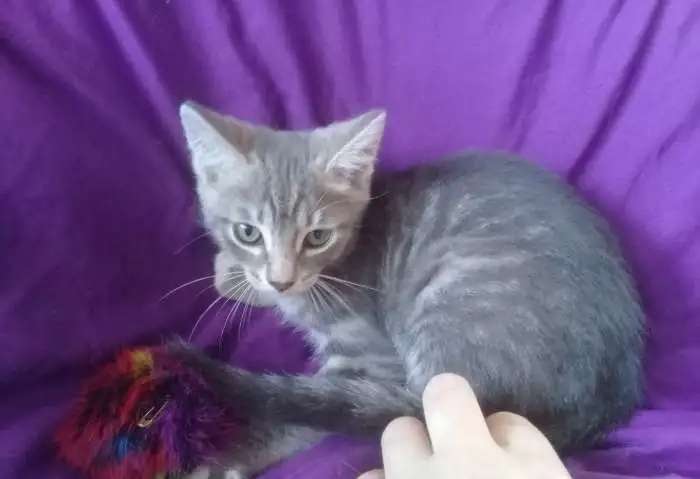 Котята. Ищут дом