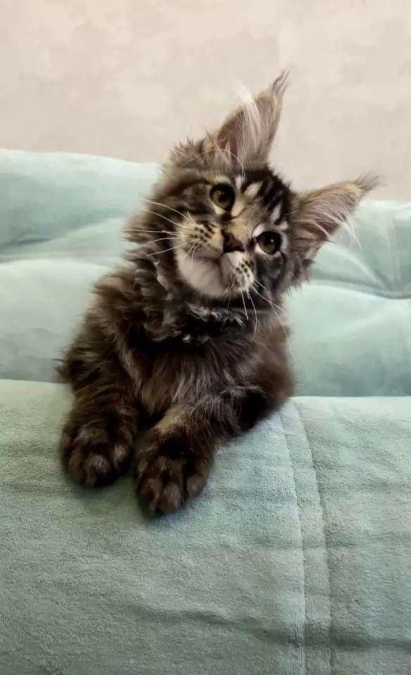 Котенок мейн-кун