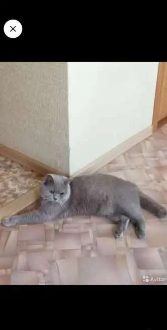 Котята от титулованных британцев