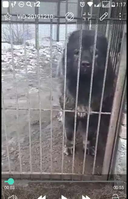 Супер девочка кавказской овчарки