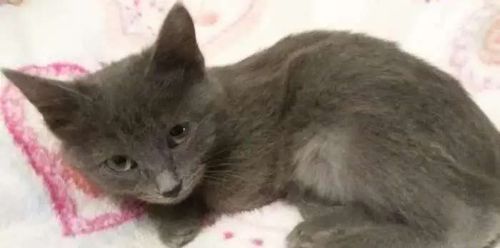 Котенок Мурсчастье
