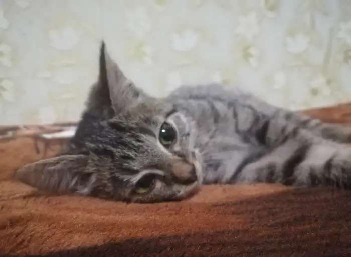 Котенок мальчик