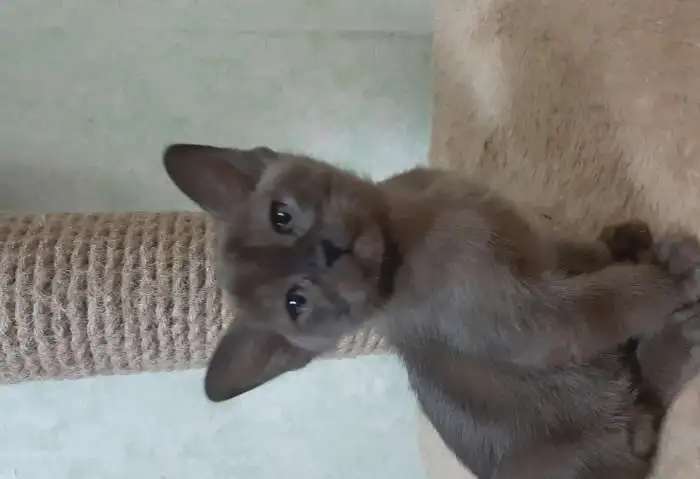 Бурманские котята из питомника
