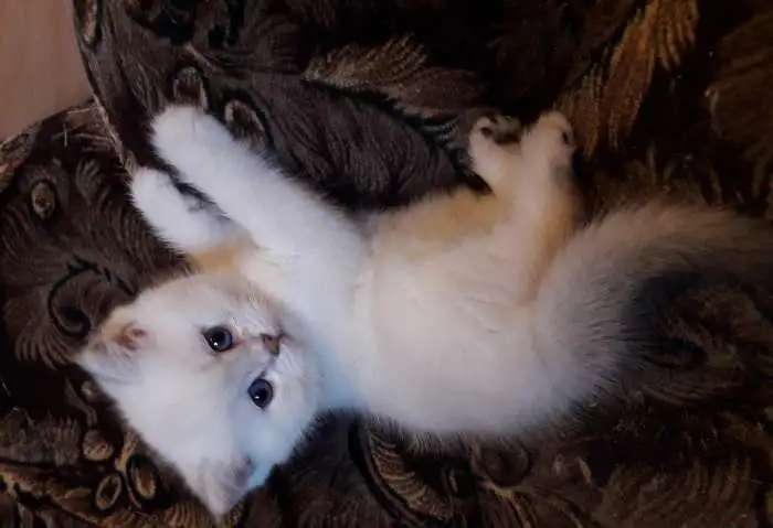 Британский котик