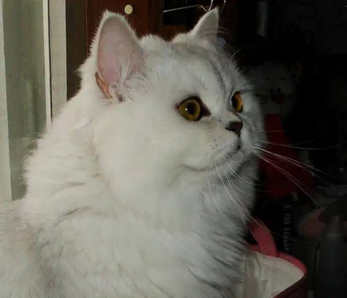 Шотландский пушистый серебряный котик