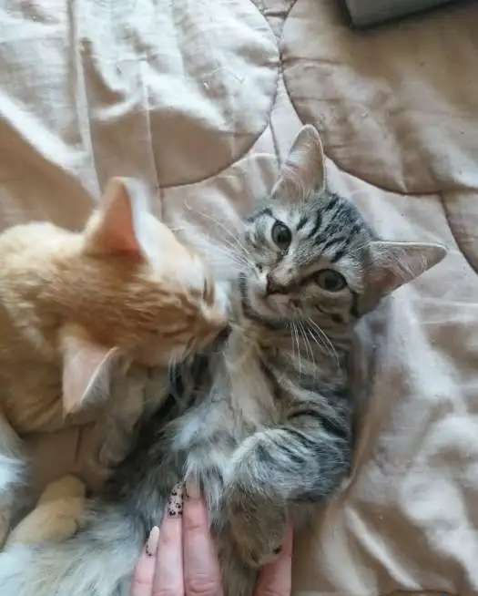Отдадим хорошеньких котят в добрые руки!