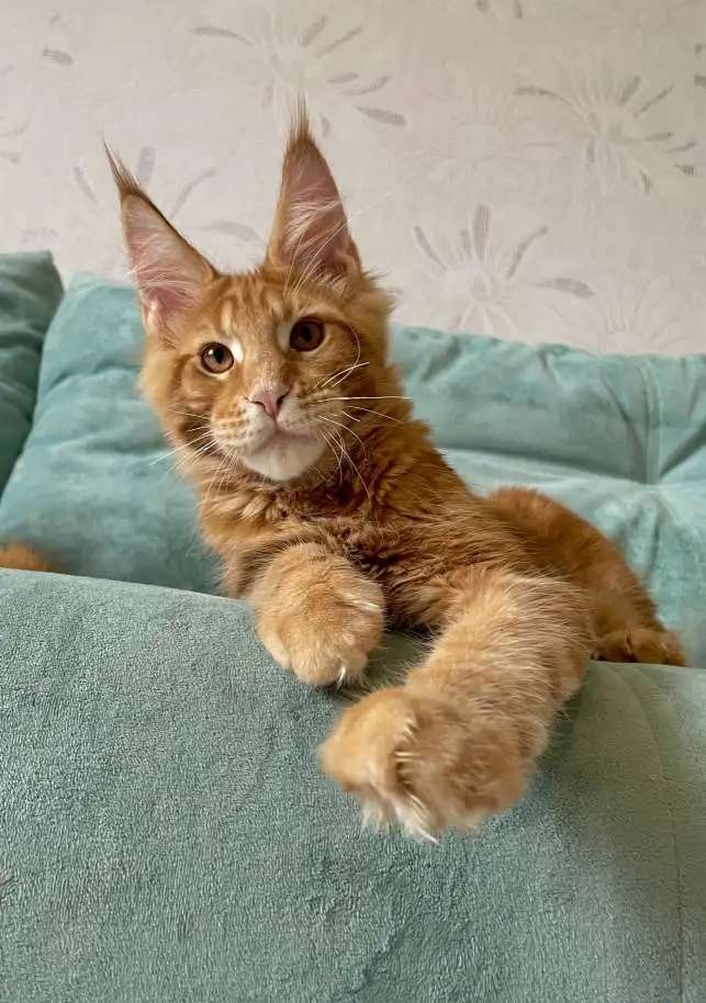 Котята породы мейн-кун
