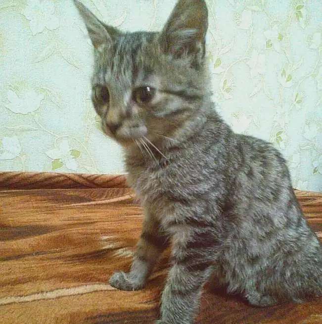 Котенок мальчик