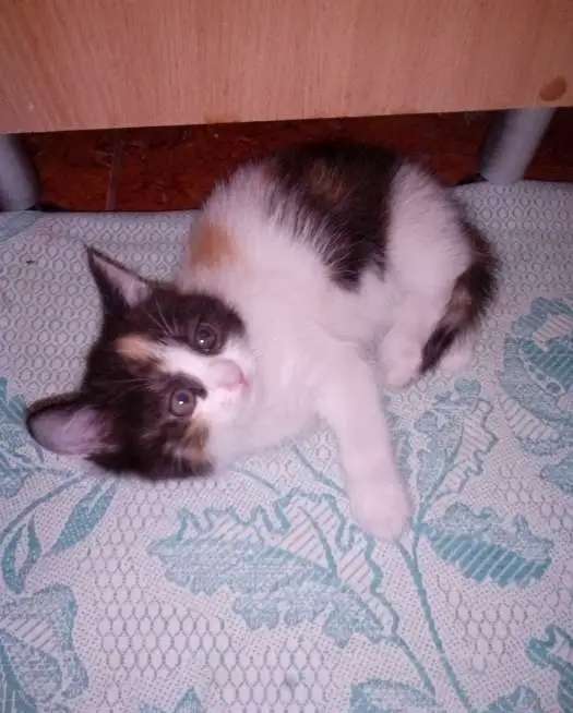 Котёнок в добрые руки