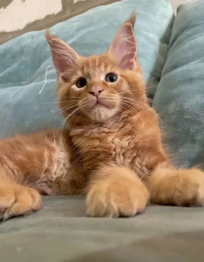 Котята мейн Кун рыжего окраса