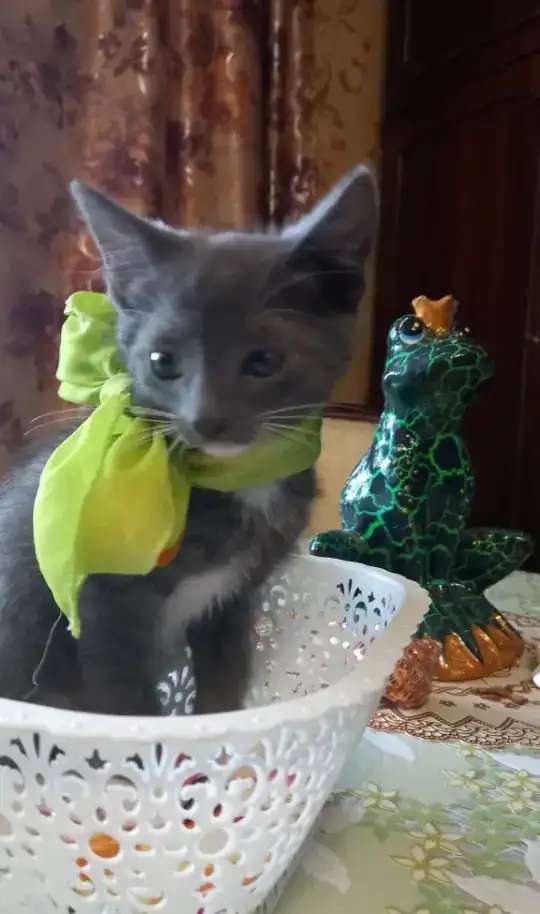 Котята, подкидыши!