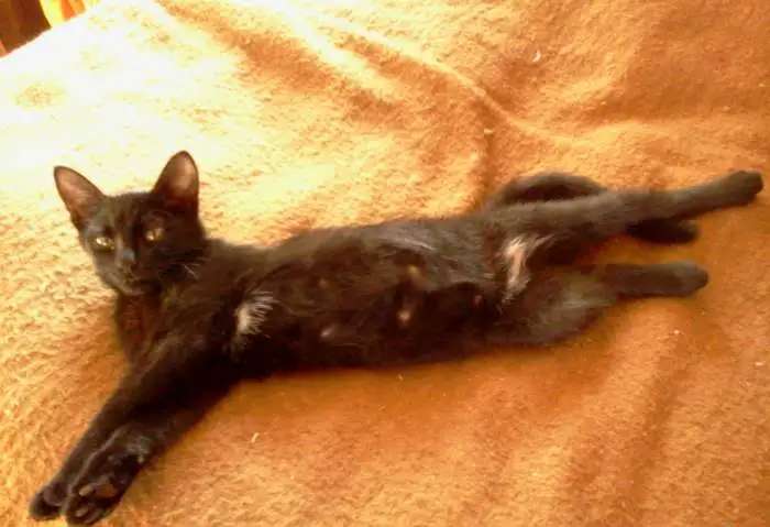 Отдам котенка