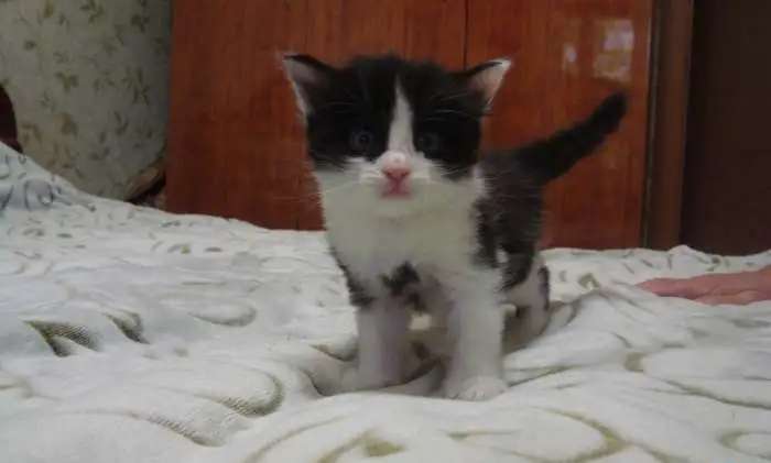 Чудесные котята