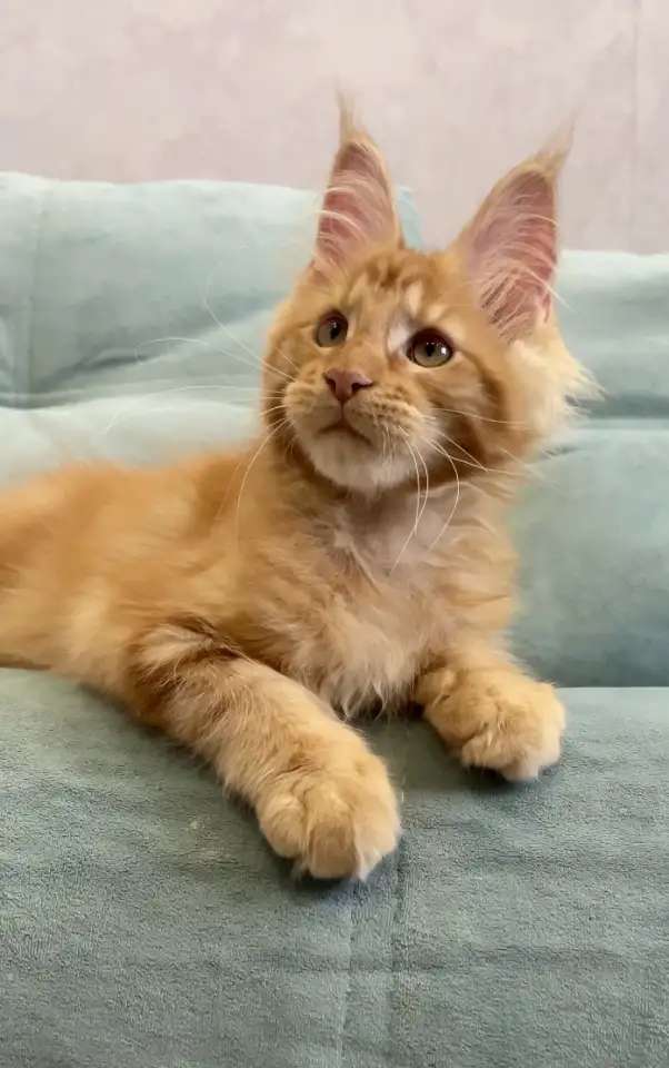 Солнечные котята мейн-кун