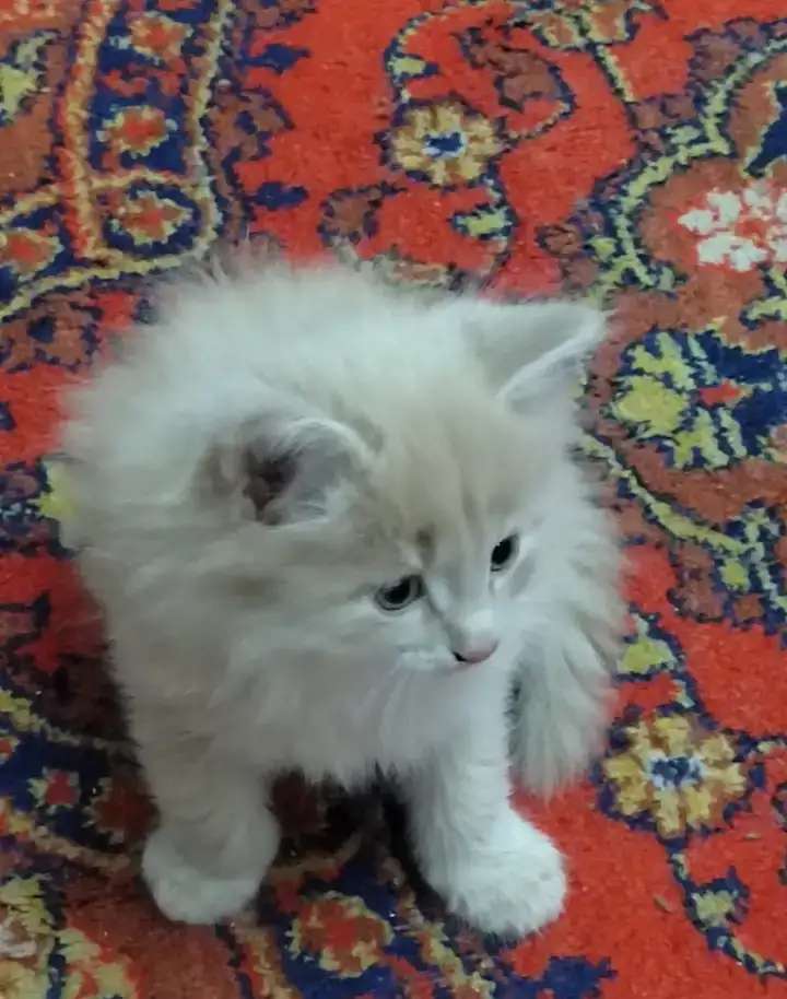 Отдам котят в хорошие руки