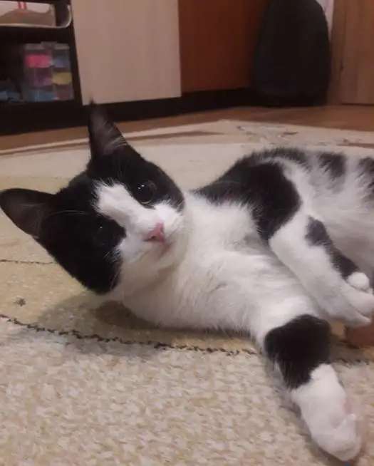 Отдам котенка