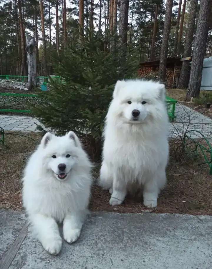 Щенки самоеда