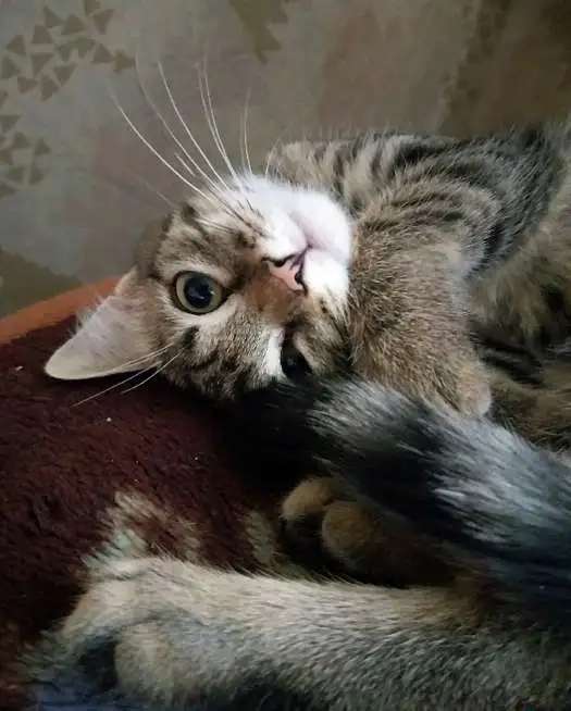 Отдадим хорошеньких котят в добрые руки!