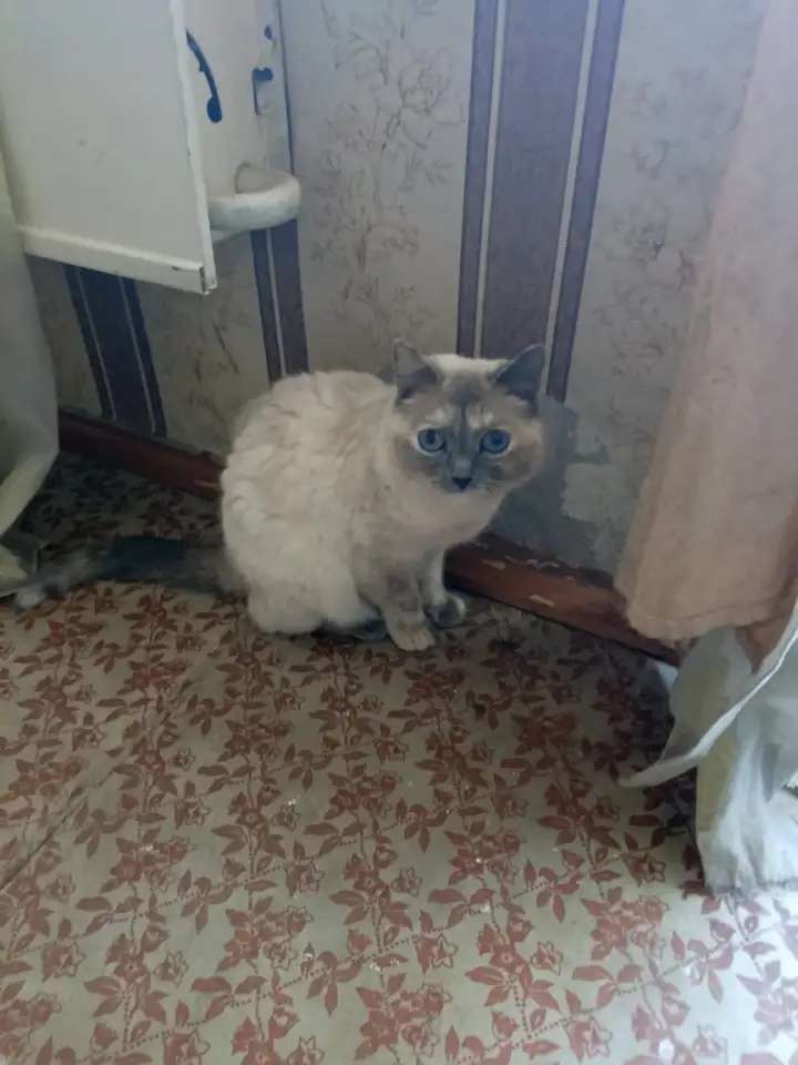 Отдам красивую кошку в хорошие руки