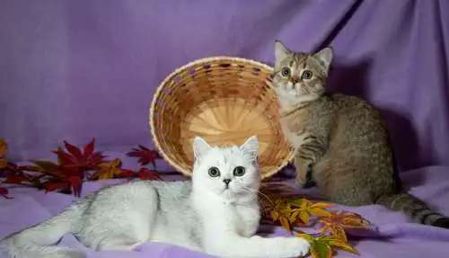 Чистокровные шотландские кошечки