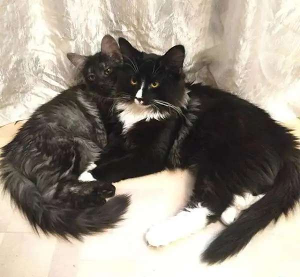Норвежская лесная котята