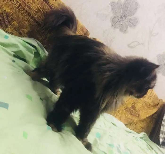 Ищем персидского кота для вязки