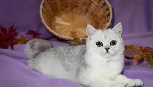Чистокровные шотландские кошечки
