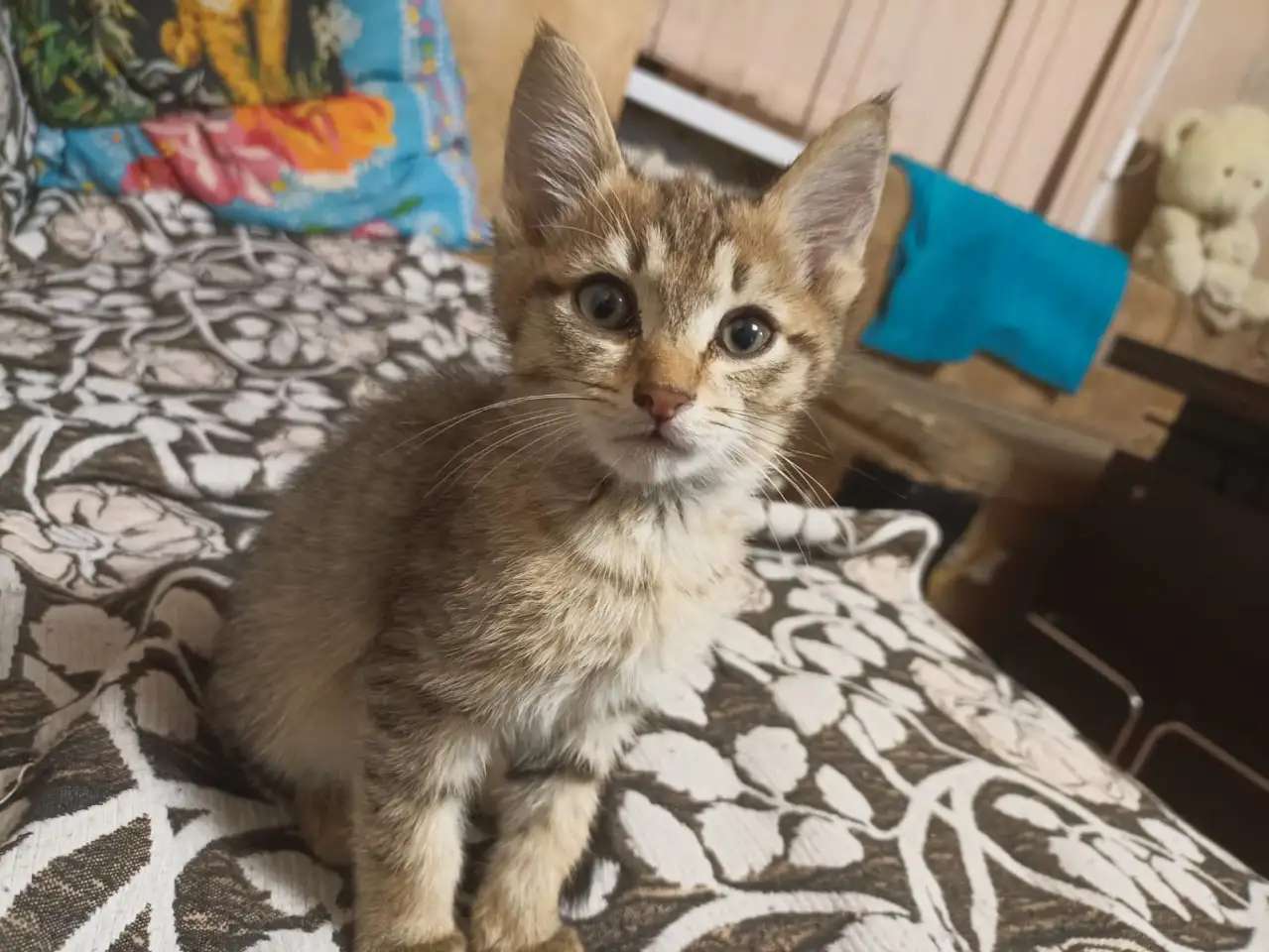 Подарю котёнка