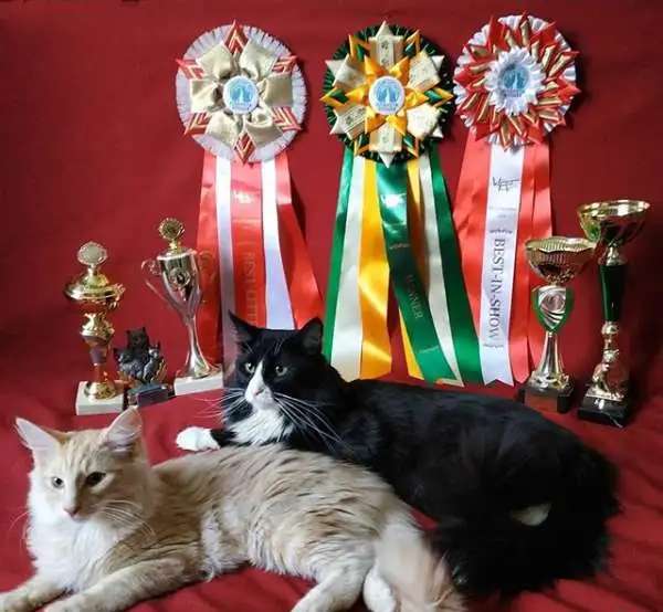Норвежская лесная котята