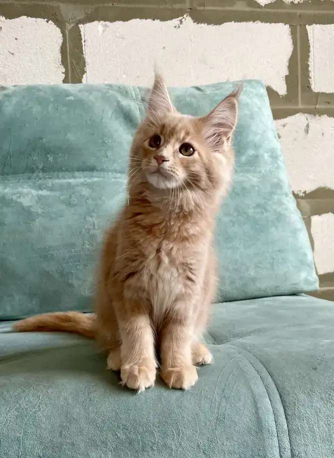 Котята породы майн-кун разных окрасов! В Иркутске!