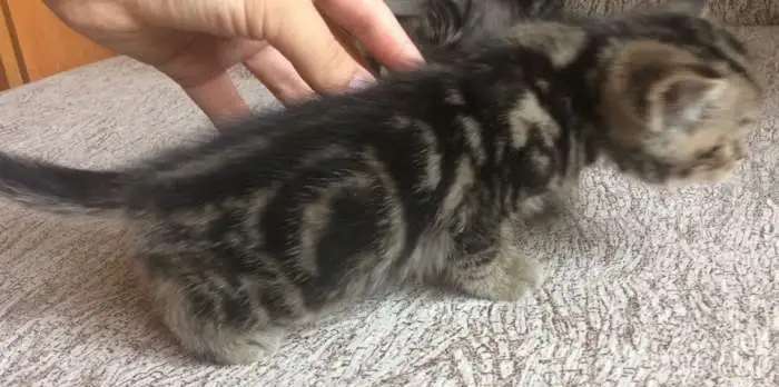 Шотландский котенок