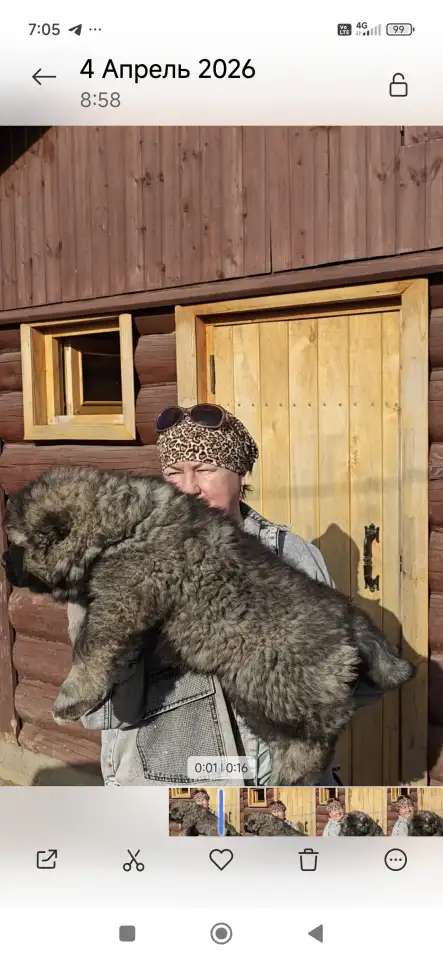 Породные щенки кавказской овчарки
