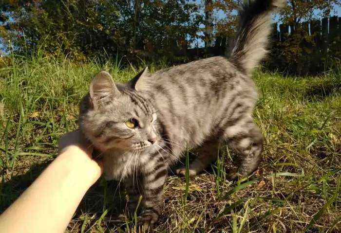 Кот ищёт хозяина