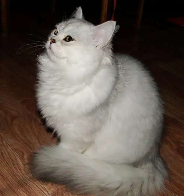 Нежные котята для души