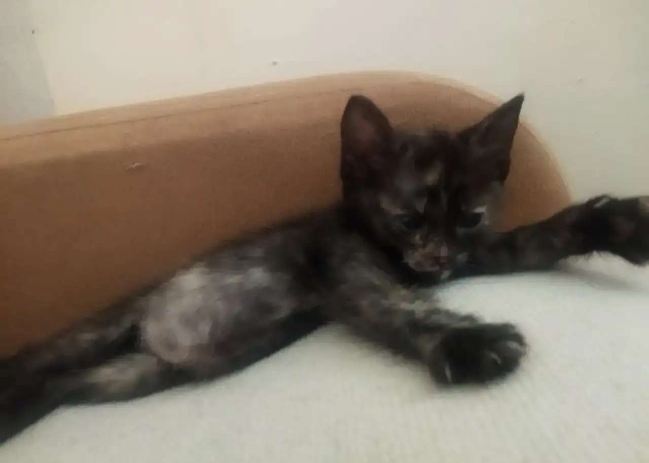 Отдам котят в добрые руки , срочно
