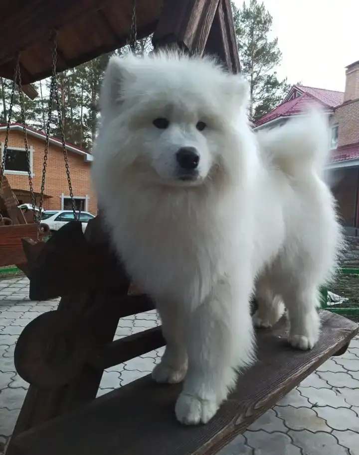 Щенки самоеда