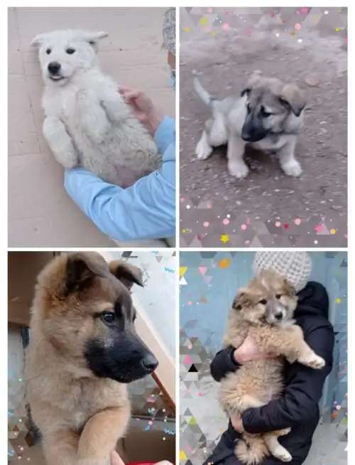 Здоровые крепыши, футболисты) , щеночки, возраст 2 с половиной мес.